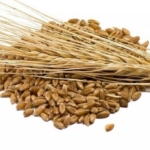 Закупаем в Новороссийске ячмень, пшеницу, подсолнечник, кукурузу нового урожая, Цены выше закупочных по региону, оплата без задержек гарантирована.