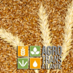 Купим пшеницу 2 сорта и фуражную пшеницу, Компания «Агротрансатлантик» ищет надежных поставщиков качественного зерна.